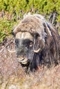 A musk ox in Scandinaviaâs mountain region in autumn Royalty Free Stock Photo