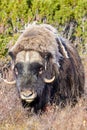 A musk ox in Scandinaviaâs mountain region in autumn