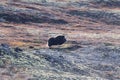 A musk ox in Scandinaviaâs mountain region in autumn