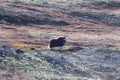 A musk ox in Scandinaviaâs mountain region in autumn