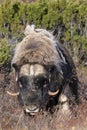 A musk ox in Scandinaviaâs mountain region in autumn