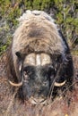 A musk ox in Scandinaviaâs mountain region in autumn