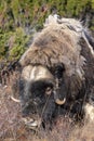 A musk ox in Scandinaviaâs mountain region in autumn Royalty Free Stock Photo