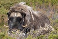 A musk ox in Scandinaviaâs mountain region in autumn