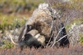 A musk ox in Scandinaviaâs mountain region in autumn