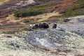 A musk ox in Scandinaviaâs mountain region in autumn