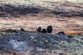 A musk ox in Scandinaviaâs mountain region in autumn