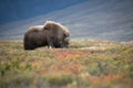 Musk Ox