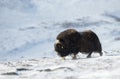 Musk ox standing in the mountains of Dovrefjell in winter Royalty Free Stock Photo