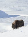 Musk Ox standing in snow Royalty Free Stock Photo