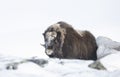 Musk Ox standing in snow in winter Royalty Free Stock Photo