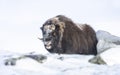 Musk Ox standing in snow in winter Royalty Free Stock Photo