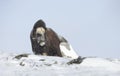 Musk Ox standing in snow in winter Royalty Free Stock Photo