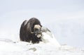 Musk Ox standing in snowy mountains Royalty Free Stock Photo