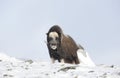 Musk Ox standing in snowy mountains Royalty Free Stock Photo