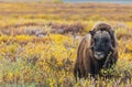 Musk ox Royalty Free Stock Photo