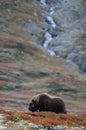 Musk ox in the wild landscape Royalty Free Stock Photo