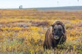 Musk ox Royalty Free Stock Photo