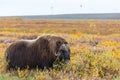 Musk ox Royalty Free Stock Photo