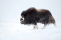 Musk Ox in Winter Royalty Free Stock Photo