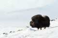 Musk ox in winter Royalty Free Stock Photo