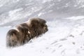 Musk Ox in winter Royalty Free Stock Photo