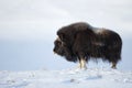 Musk Ox in winter Royalty Free Stock Photo