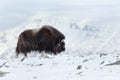 Musk Ox in winter Royalty Free Stock Photo