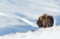 Musk Ox in winter, Norway Royalty Free Stock Photo