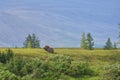 Musk ox on the Yamal Peninsula.