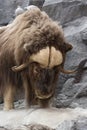 Musk Oxen Royalty Free Stock Photo