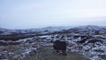 Musk oxen display at Snohetta mountain in Dovrefjell National Oark in Norway Royalty Free Stock Photo