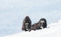 Musk Oxen in Dovrefjell mountains in the falling snow in winter Royalty Free Stock Photo