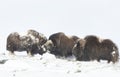 Musk Oxen fighting in winter Royalty Free Stock Photo