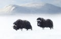 Musk Oxen juvenile in Dovrefjell mountains in winter Royalty Free Stock Photo