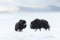 Musk Oxen juvenile in Dovrefjell mountains in winter Royalty Free Stock Photo