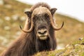 Musk oxen Norway Royalty Free Stock Photo