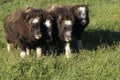 MUSK OXEN ovibos moschatus, CALF, ALASKA Royalty Free Stock Photo