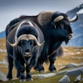 The two black musk oxen are in front of the mountain.