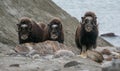 Musk Oxen in Rypefjorden, Scoresby Sund, East Greenland Royalty Free Stock Photo