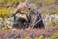 A musk oxen in Scandinaviaâs mountain region in autumn Royalty Free Stock Photo