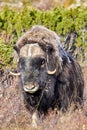 A musk oxen in Scandinaviaâs mountain region in autumn Royalty Free Stock Photo