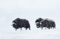 Musk Oxen in snowy mountains during cold winter Royalty Free Stock Photo