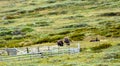 Musk oxes in dovre national park in Norway.