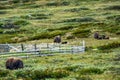 Musk oxes in dovre national park in Norway.