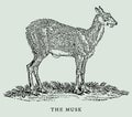 The musk or siberian musk deer moschus moschiferus in profile view. Illustration Royalty Free Stock Photo