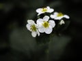 Musk strawberry, Fragaria moschata, flowers blooming on a dark background, closeup with copy space Royalty Free Stock Photo