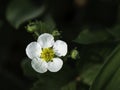 Musk Strawberry, Fragaria Moschata, Flower Blooming On A Dark Background, Closeup With Copy Space