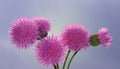 Musk Thistle Royalty Free Stock Photo