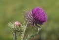 Musk Thistle - Carduus nutans Royalty Free Stock Photo
